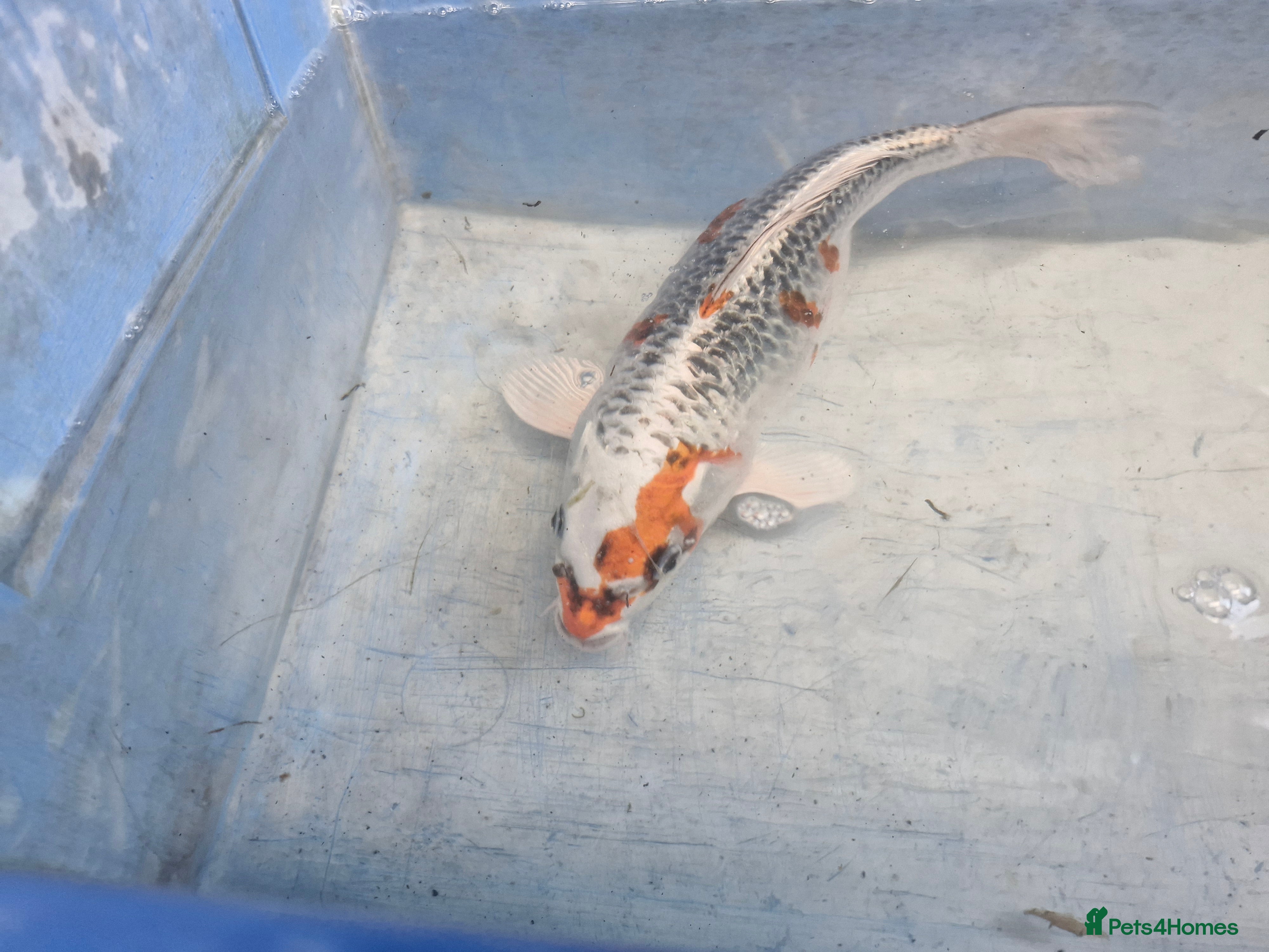 Koi Carp fish Koi carp various sizes - Advert 3