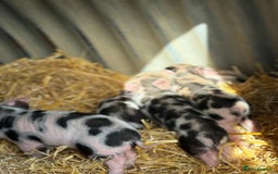 Pig livestock for sale: Stunning Mini Pigs - Image 14