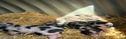 Pig livestock for sale: 🐽 Adorable Mini Pigs  🐽 - Advert 14