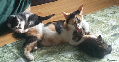 Mixed Breed cats - Advert 5