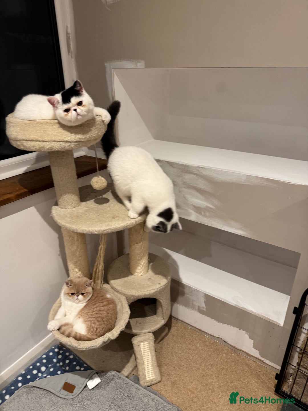 Exotic cats for sale: Outstanding quality exotic kittens  Champion lines - Advert 13