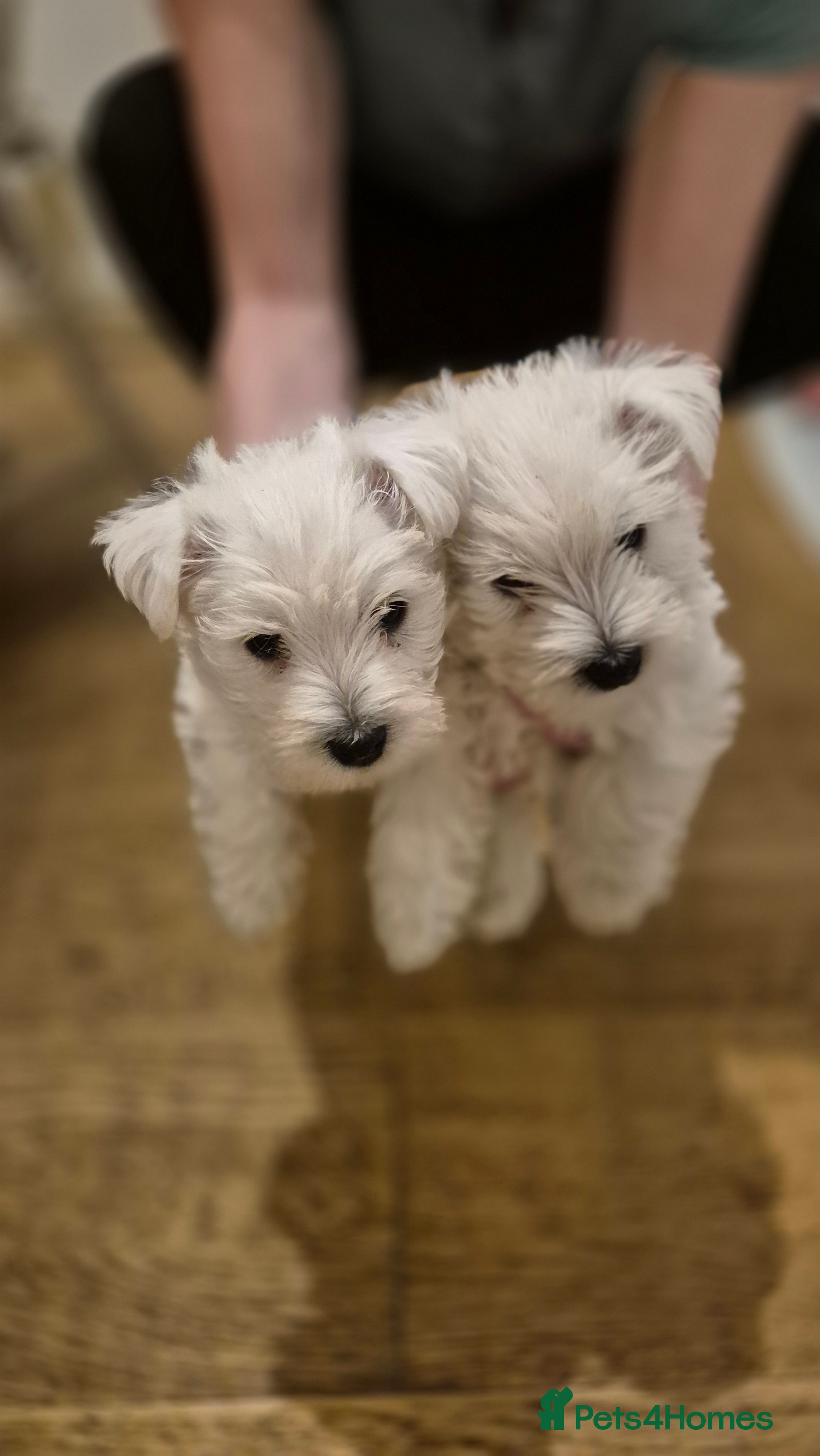 West Highland Terrier dogs 2 left - gorgeous Westie boys "Ron & George" - Advert 17