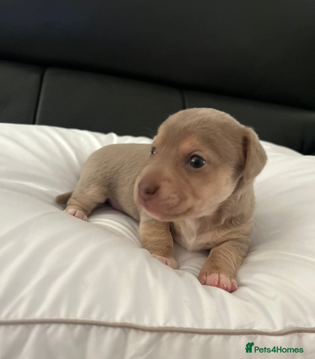 Jack Russell dogs for sale: DONJACKS PUPPIES ON THE WAY!! - Advert 7