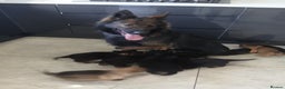 German Shepherd dogs for sale: German shepherd pups now ready for their new homes - Advert 1