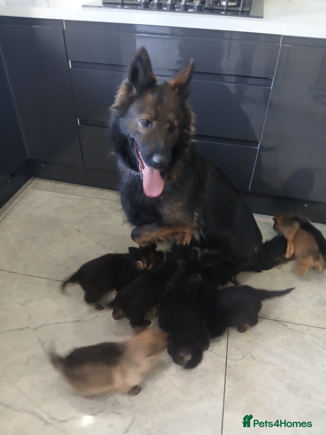 German Shepherd dogs for sale: German shepherd pups now ready for their new homes - Advert 1