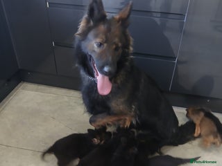 German Shepherd dogs German shepherd pups now ready for their new homes - Advert 1