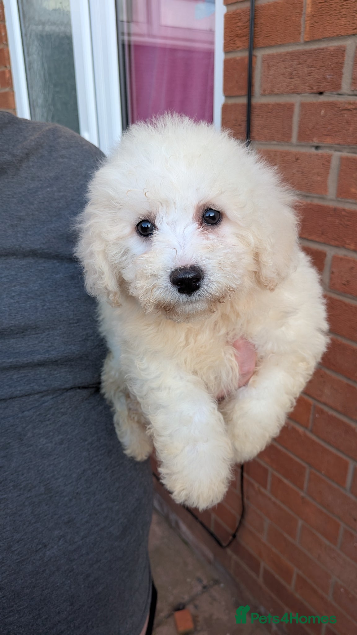 Bichon Frise dogs bichon frise puppies 1 boys 1 girls left ready now - Advert 2