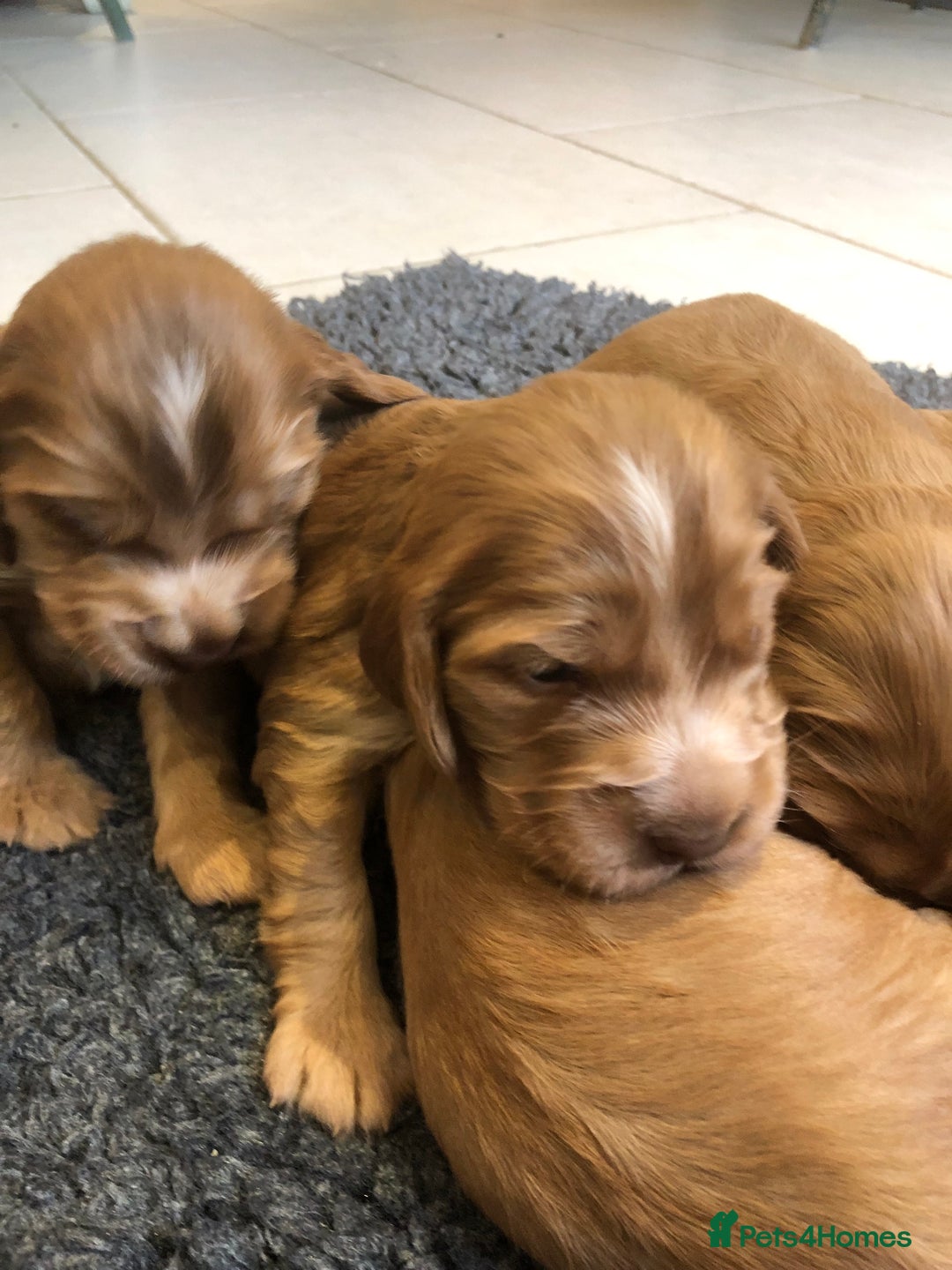 Cocker Spaniel dogs for sale: GORGEOUS COCKER SPANIEL PUPPIES - Advert 21