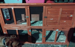 New Zealand rabbits for sale: New zealand white and hutch - Advert 4