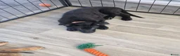 German Shepherd dogs for sale: READY NOW 🐶 GERMAN SHEPHERD PUPPIES  - Advert 2