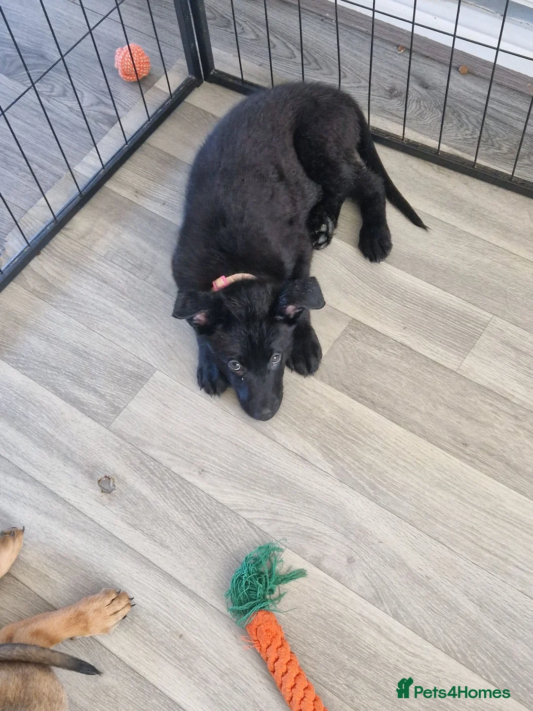 German Shepherd dogs for sale: READY NOW 🐶 GERMAN SHEPHERD PUPPIES  - Advert 2