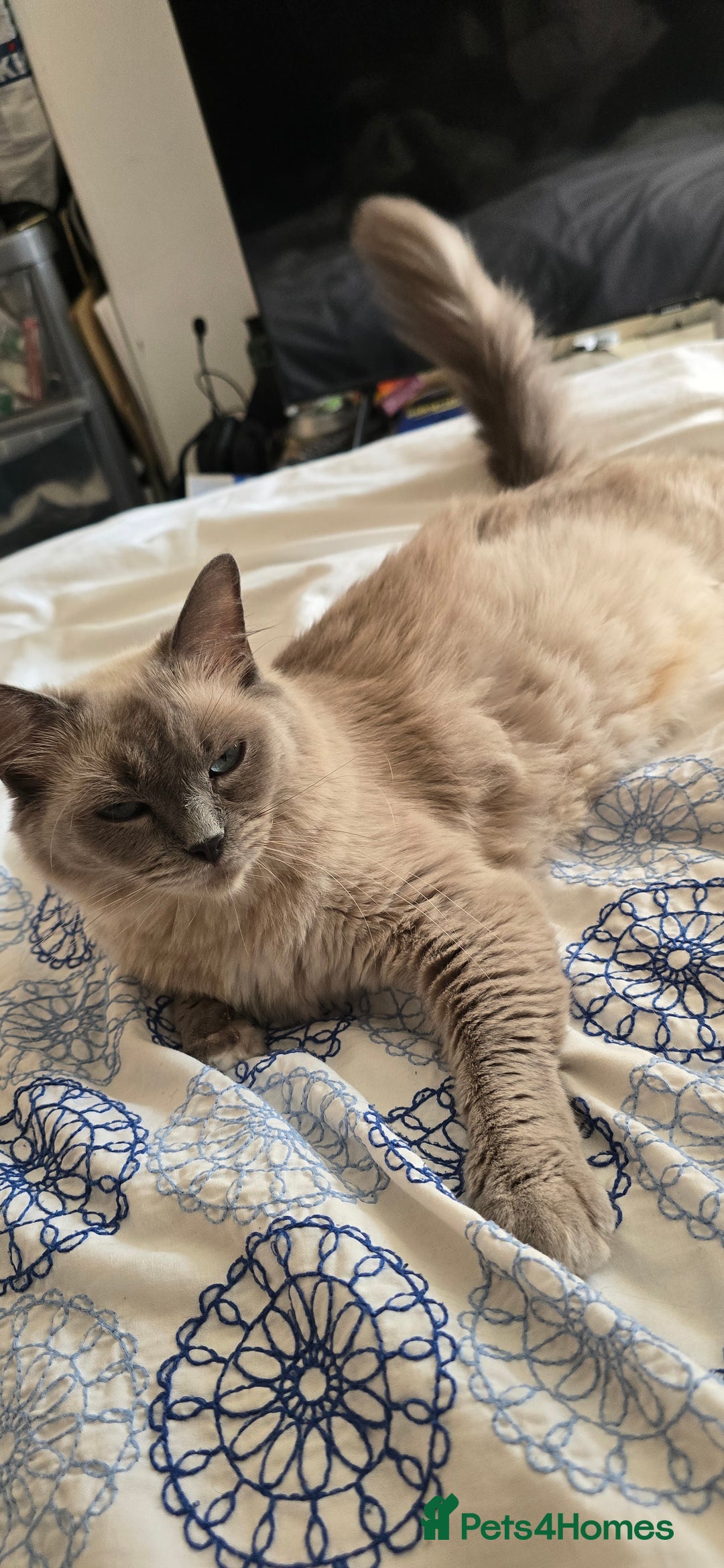 Ragdoll cats for sale: Adorable Ragdoll cross Scottish Straight - Advert 2