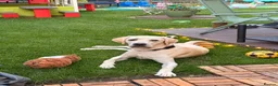 Labrador Retriever dogs for sale: Loving home Needed for Our Beautiful boy Dusty - Advert 1
