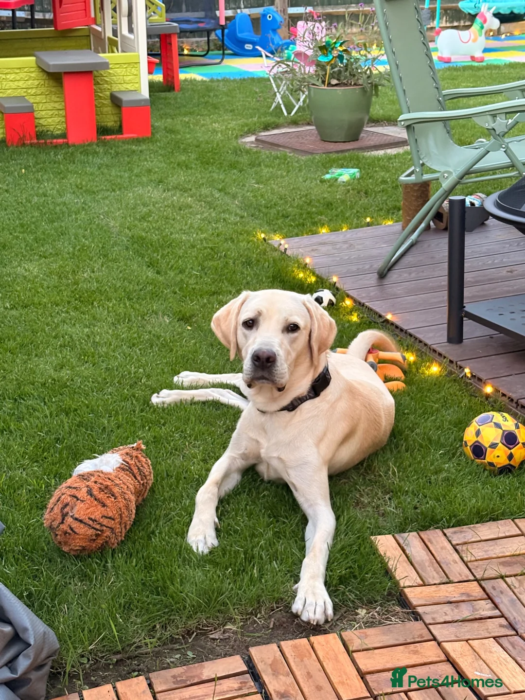 Labrador Retriever dogs for sale: Loving home Needed for Our Beautiful boy Dusty - Advert 1