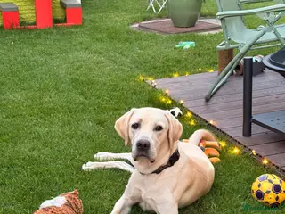 Labrador Retriever dogs Loving home Needed for Our Beautiful boy Dusty - Advert 16
