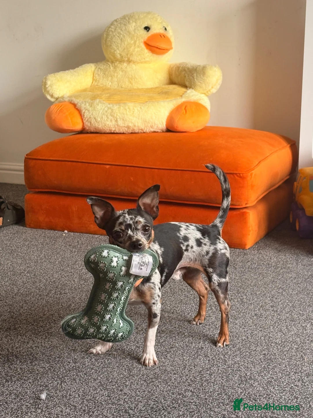 Mixed Breed dogs for stud: Merle JackChi Stud - Advert 1