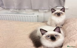 Ragdoll cats for sale: Beautiful Ragdoll kittens available  - Image 1