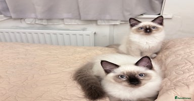 Ragdoll cats - Advert 3