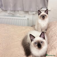 Ragdoll cats - Advert 3