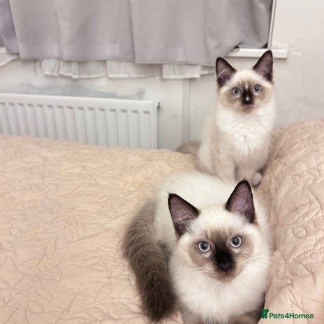 Ragdoll cats - Advert 2