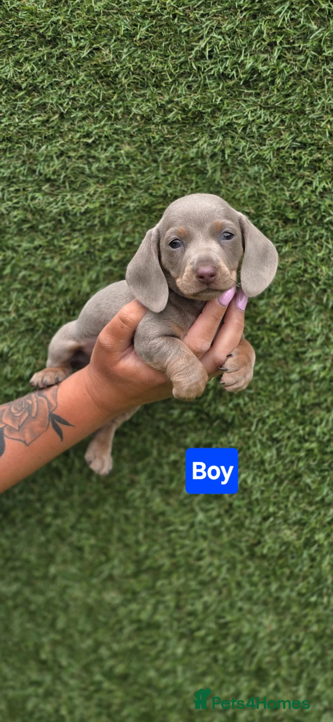 Miniature Dachshund dogs for sale: Kc registered miniature dachshund  in Newmarket - Advert 2