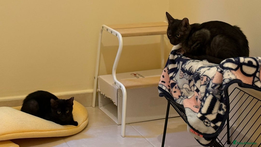 Mixed Breed cats for adoption: [Indoors Only] Lovely & Playful Trio Brothers - Advert 7