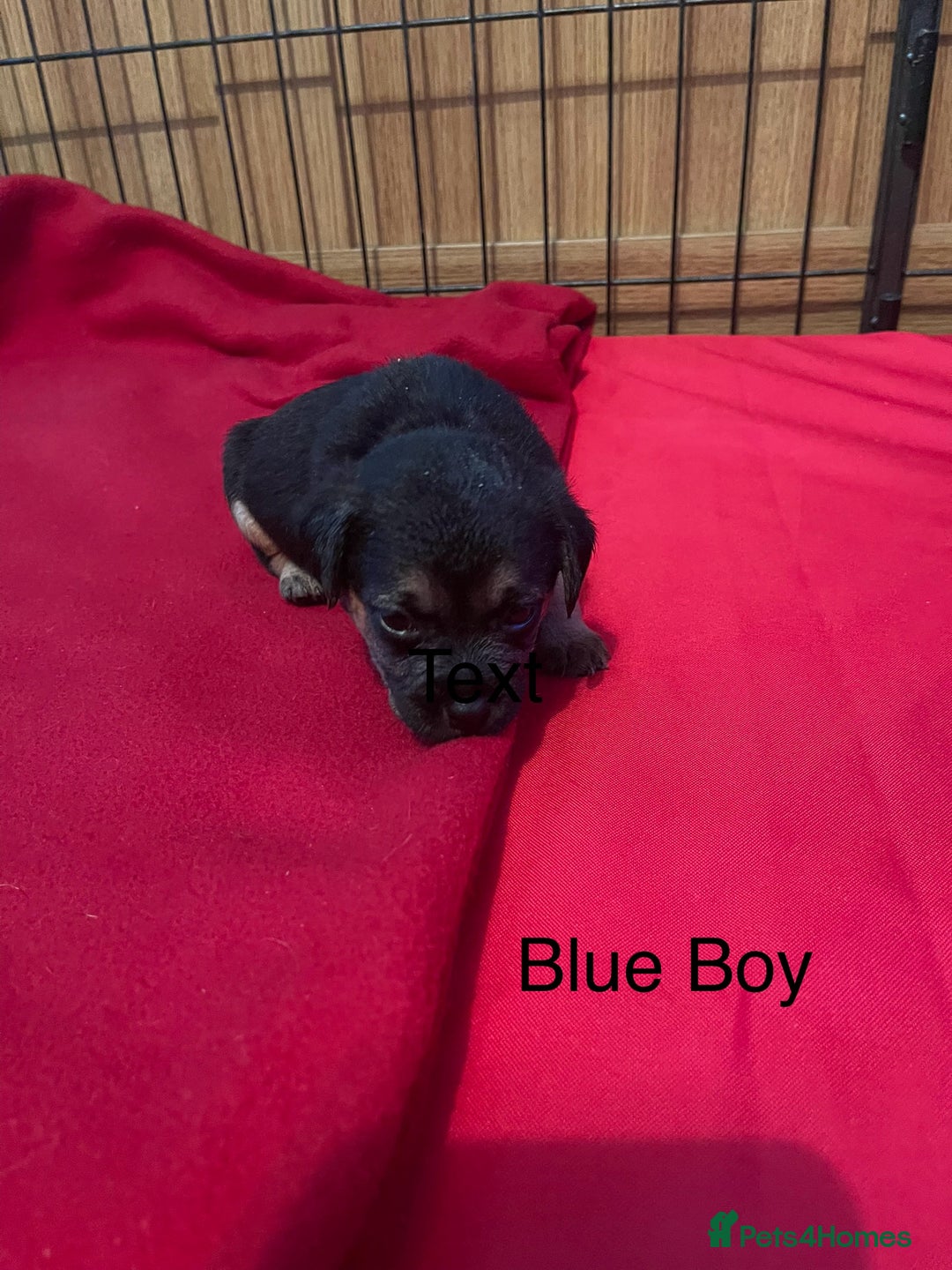 Border Terrier dogs for sale: Border Terrier Pups - Advert 4