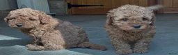 Miniature Poodle dogs for sale: 2 beautiful miniature poodle puppies  - Advert 9