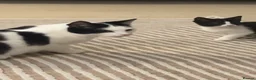 Mixed Breed cats for sale: Gorgeous Friendly Kittens – Ready for New Home! - Advert 3