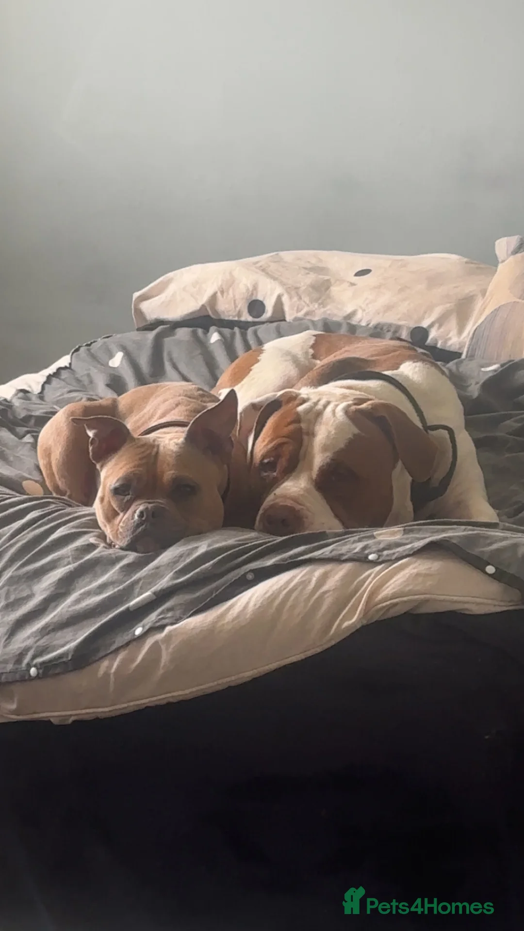 American Bully dogs for sale: Pocket bully  in Dundee - Advert 2