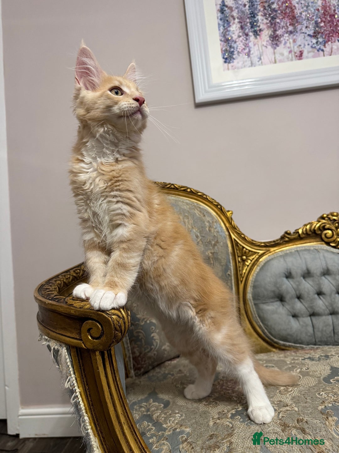 Maine Coon cats for sale: Maine Coon Kittens 🏆 20+ gen 🧬 Full Pedigree - Advert 33