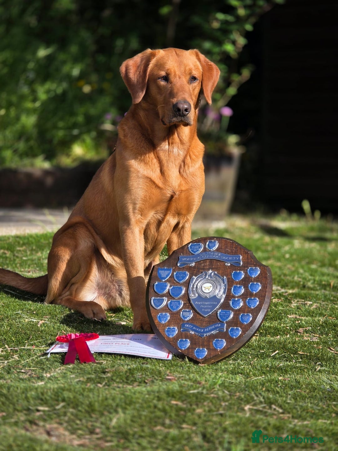 Labrador Retriever dogs for sale: Labrador Retriever Puppies - Image 2