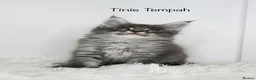 Maine Coon cats for sale: Only one stunning kitten left.  - Advert 10