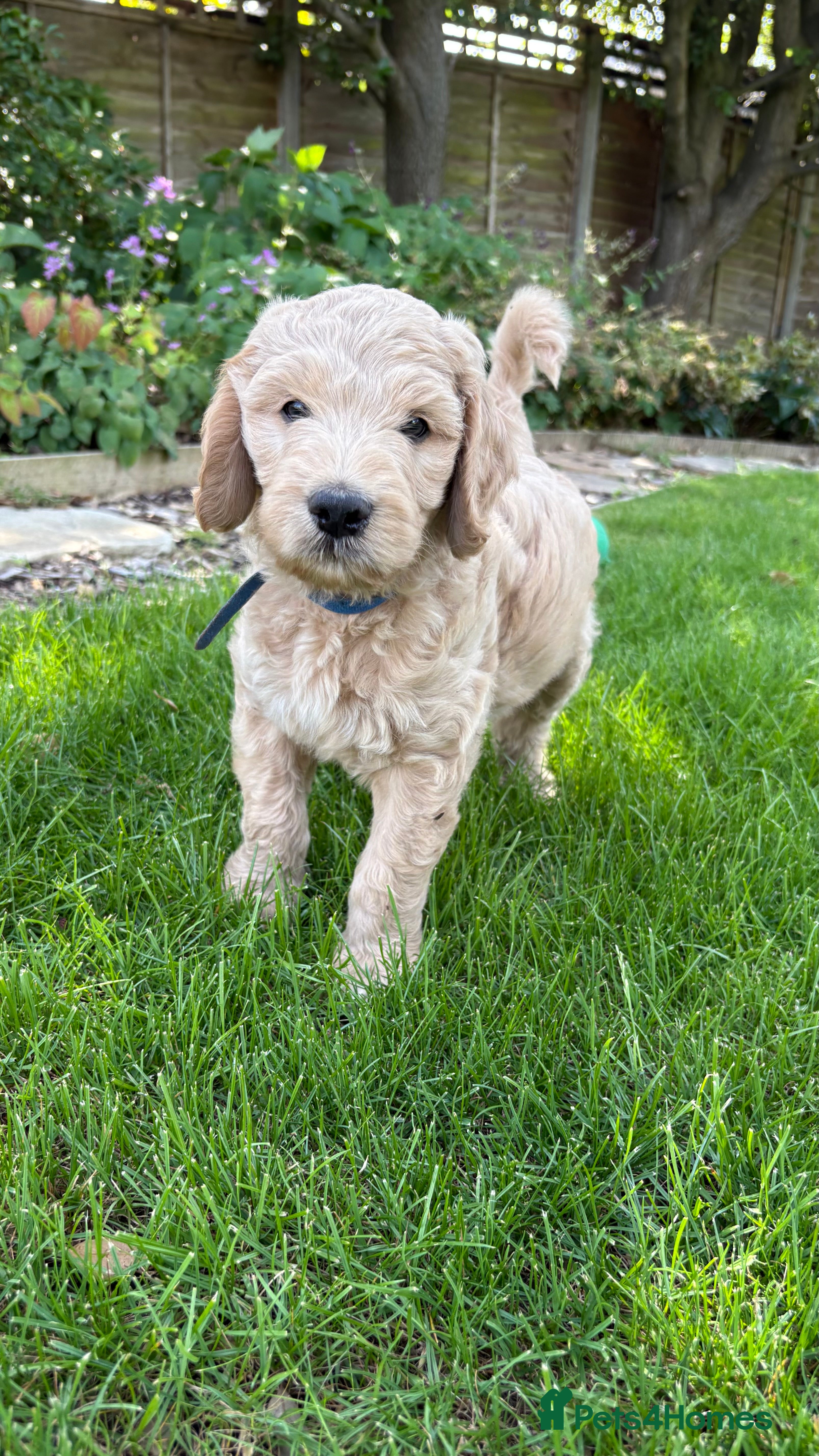 Goldendoodle dogs Golden doodle puppies from a loving home - Advert 2