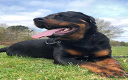 Rottweiler dogs for sale: rottweiler  - Image 5