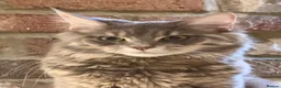 Maine Coon cats for sale: Maine coon cross - Advert 1