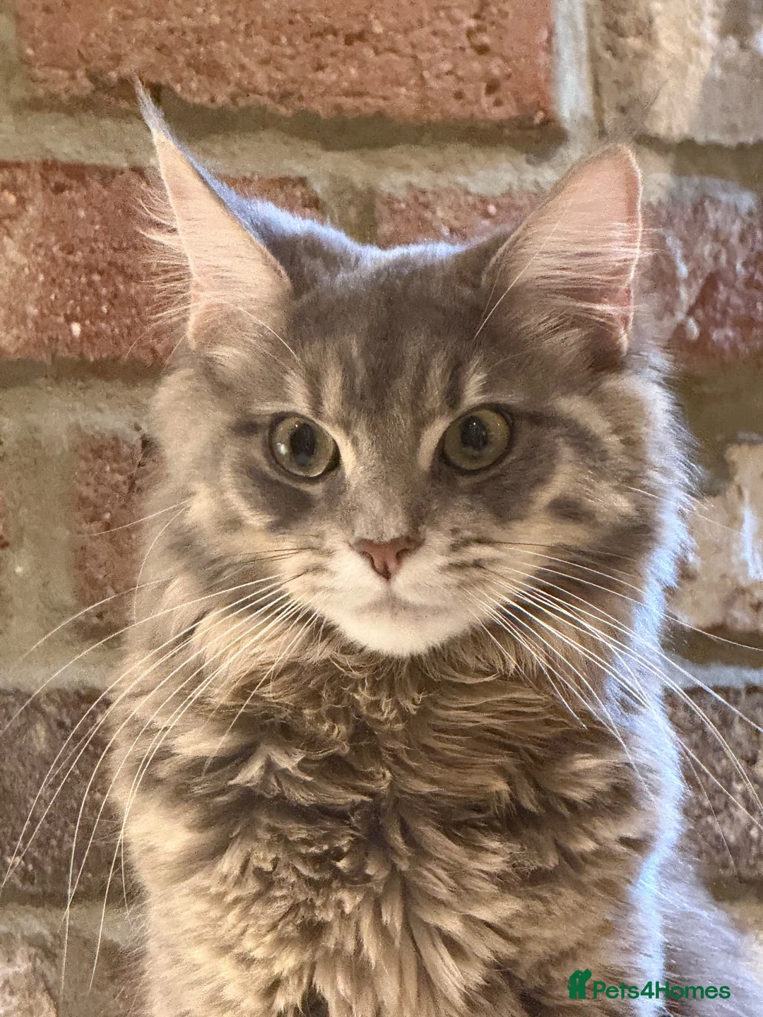 Maine Coon cats for sale: Maine coon cross - Advert 1