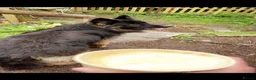 German Shepherd dogs for sale: German shepherd puppies  in Deeside - Advert 3