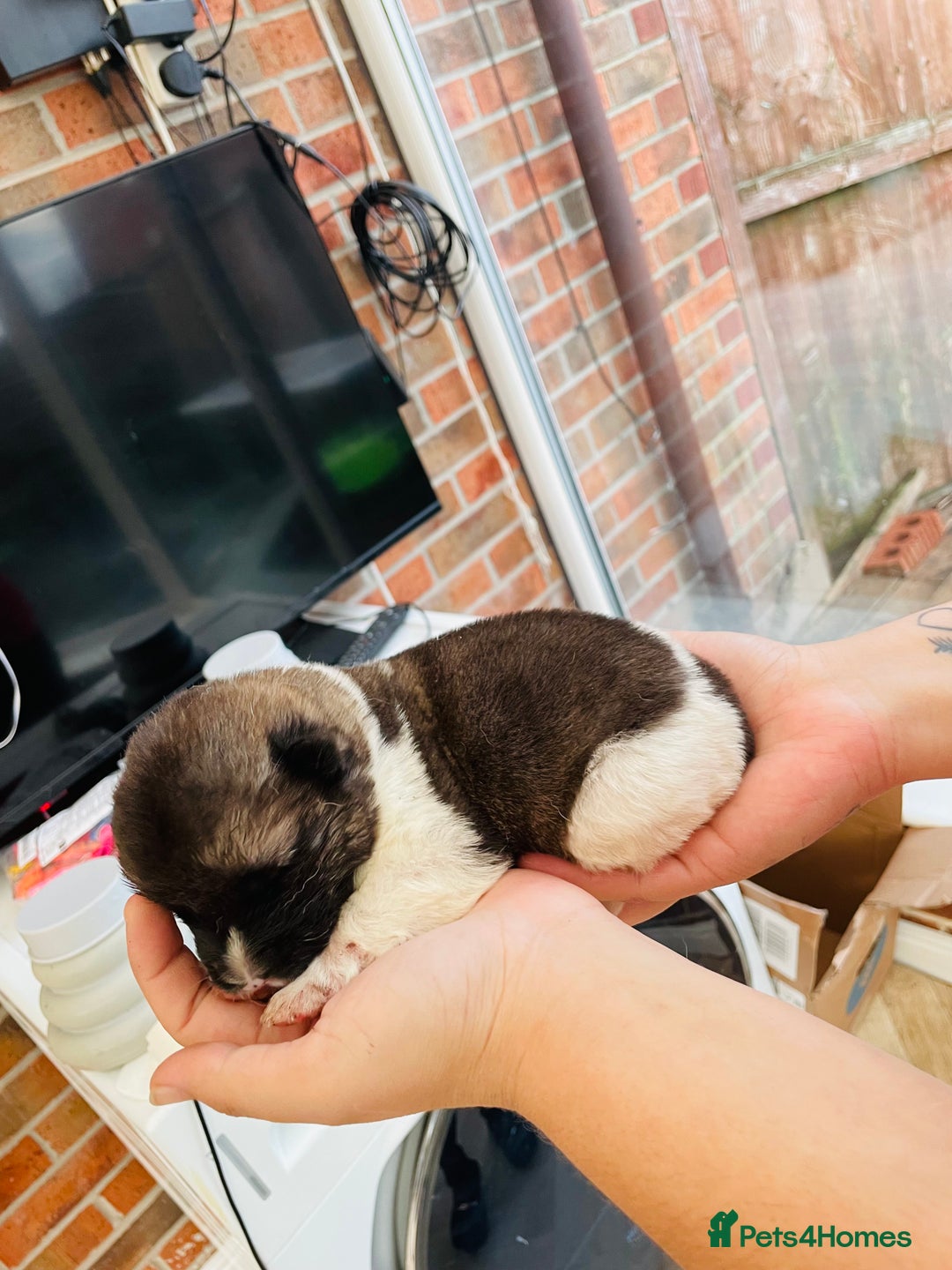 Akita dogs for sale: AMERICAN AKITA PUPPIES FOR SALE - Advert 5