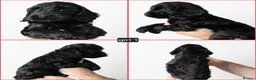 Cockapoo dogs for sale: F1 Cockapoos. DNA Health tested.  - Advert 25