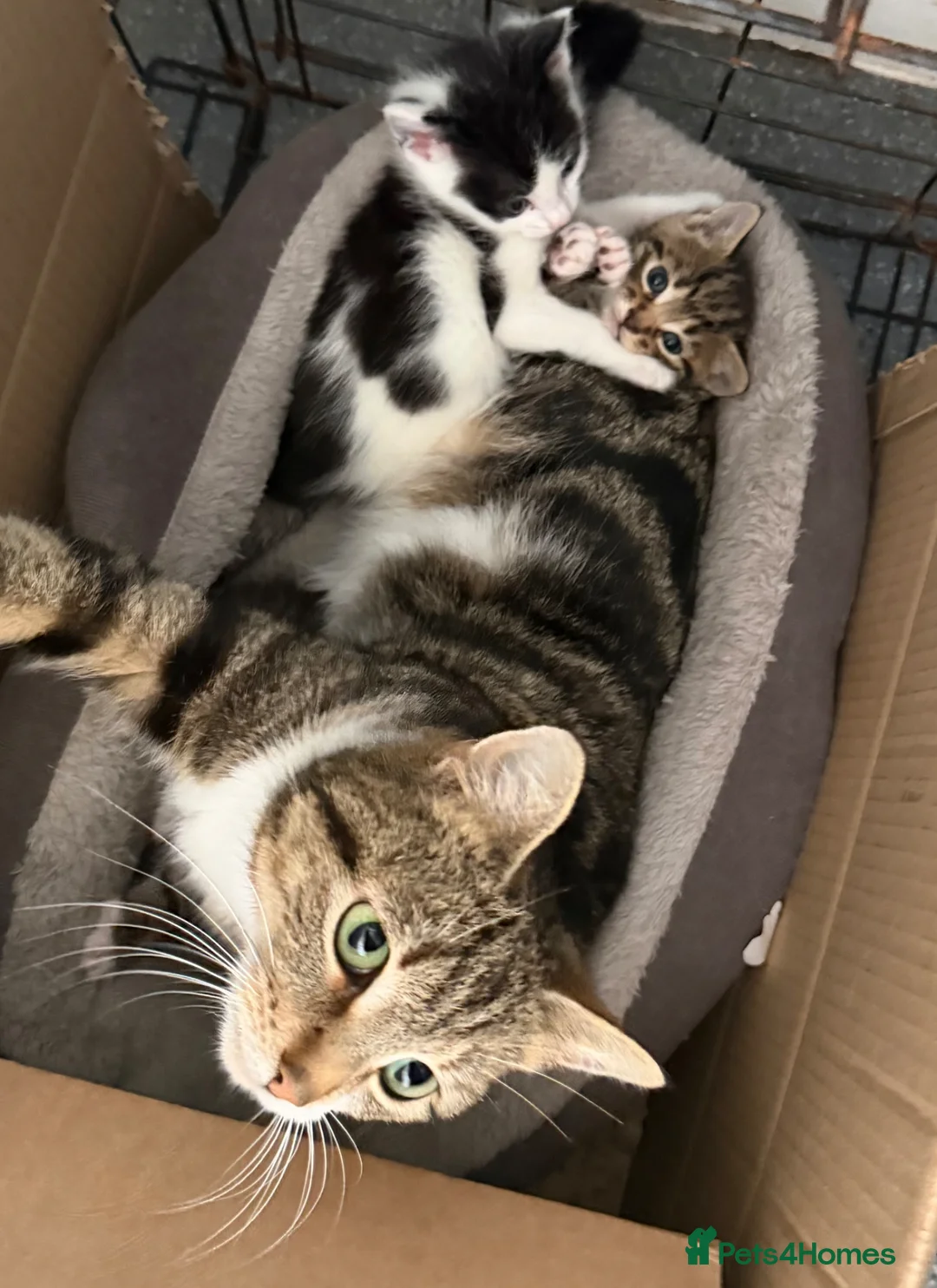 Bengal cats for sale: Three bengal mainecoon males  in Stourbridge - Advert 2