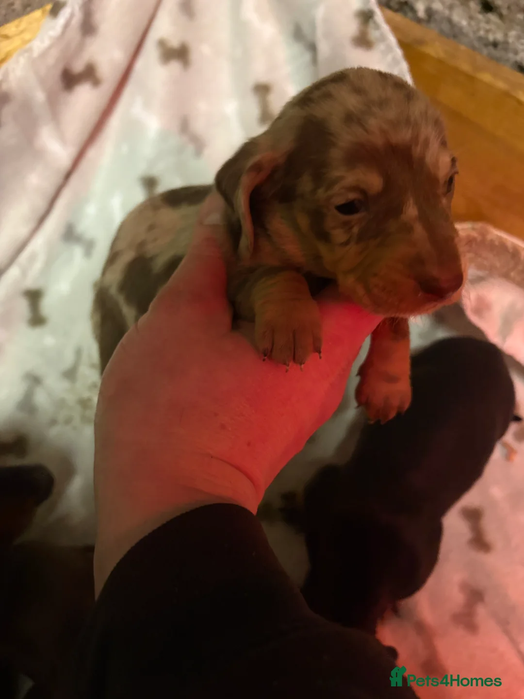 Miniature Dachshund dogs for sale: 5 Stunning dachshund puppies  - Advert 21