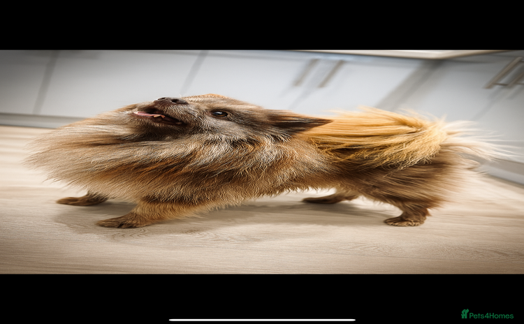 Pomeranian dogs - Advert 11