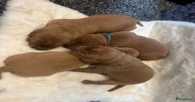 Labrador Retriever dogs - Advert 5