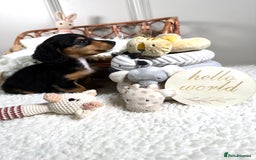 Miniature Dachshund dogs for sale: 𝕃𝕠𝕟𝕘 𝕙𝕒𝕚𝕣 𝕞𝕚𝕟𝕚 𝔻𝕒𝕔𝕙𝕤𝕙𝕦𝕟𝕕𝕤 - Image 12