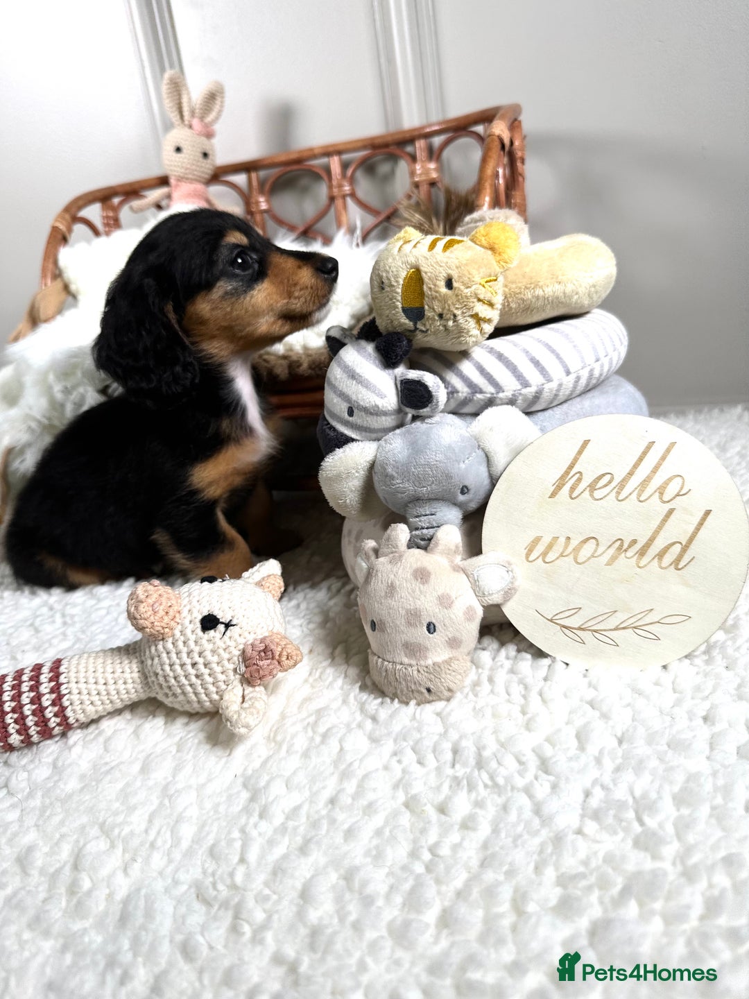 Miniature Dachshund dogs for sale: 𝕃𝕠𝕟𝕘 𝕙𝕒𝕚𝕣 𝕞𝕚𝕟𝕚 𝔻𝕒𝕔𝕙𝕤𝕙𝕦𝕟𝕕𝕤 - Image 12