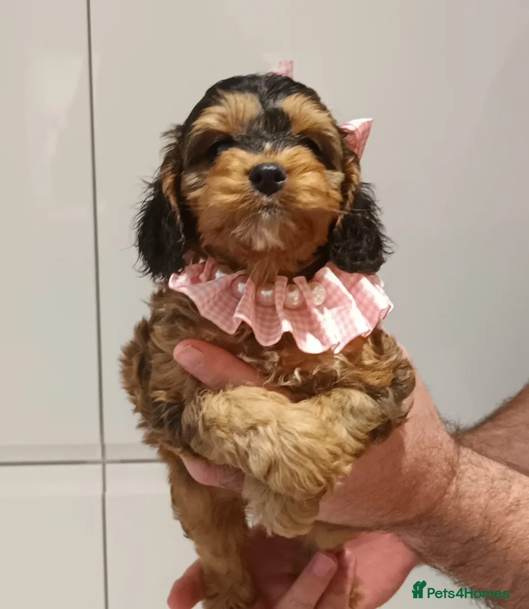 Gallery Image {{count}}