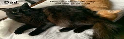 Turkish Angora cats for sale: 6 x Turkish Angora kittens - longhaired stunners - Advert 15