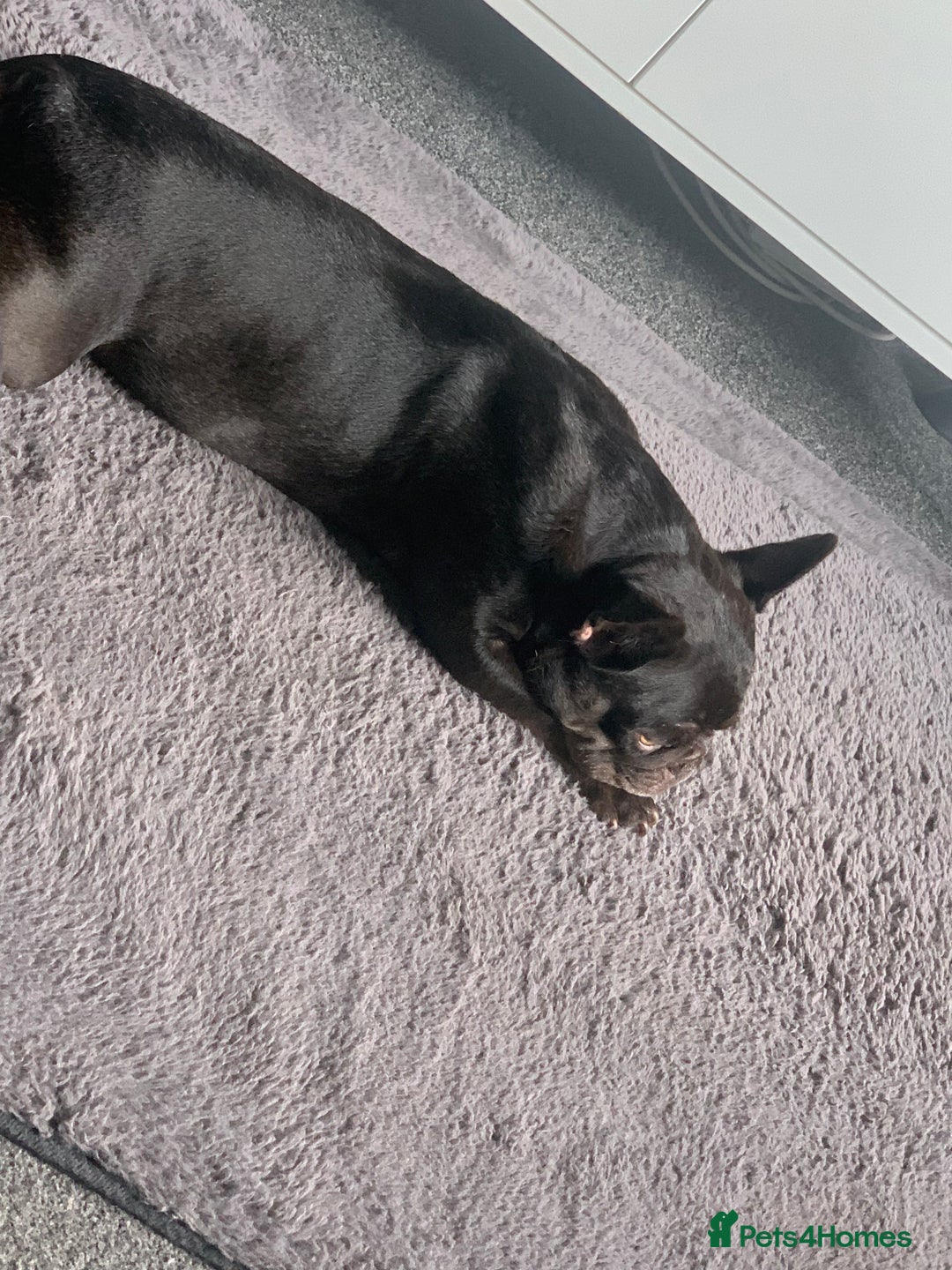 French Bulldog dogs for sale: 5 year old French bulldog - Advert 3