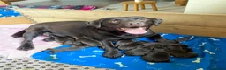 Labrador Retriever dogs for sale: KC Reg Chocolate Labrador Pups Excellent Pedigree  - Advert 4